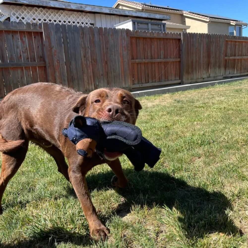 Tarhus - Dog Toy for Heavy Chewers